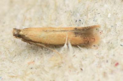 <i>Coptotriche marginea</i>