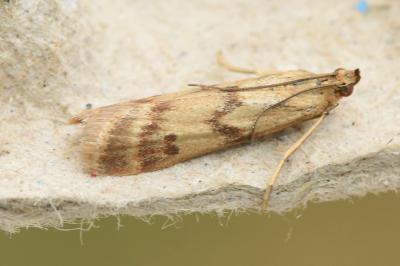 <i>Homoeosoma sinuella</i>