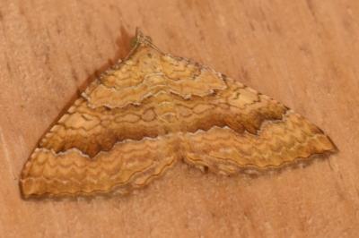 <i>Camptogramma bilineata</i>