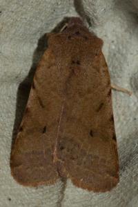 <i>Agrochola lychnidis</i>