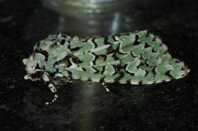 <i>Griposia aprilina</i>