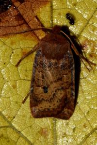 <i>Conistra vaccinii</i>