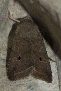 <i>Leptologia lota</i>