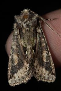<i>Allophyes oxyacanthae</i>
