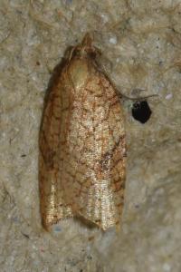 <i>Acleris rhombana</i>