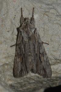 <i>Lithophane leautieri</i>