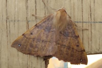 <i>Colotois pennaria</i>