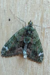 <i>Chloroclysta siterata</i>