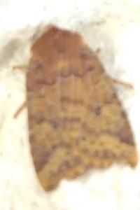 <i>Conistra vaccinii</i>
