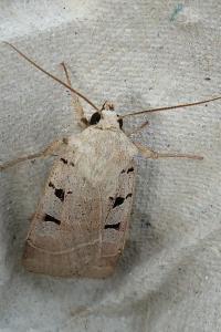 <i>Eugnorisma glareosa</i>