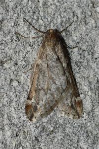 <i>Alsophila aescularia</i>