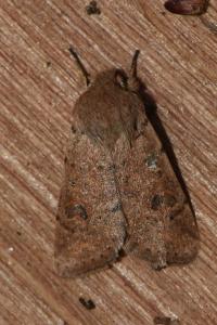 <i>Orthosia cruda</i>