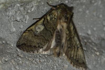 <i>Achlya flavicornis</i>