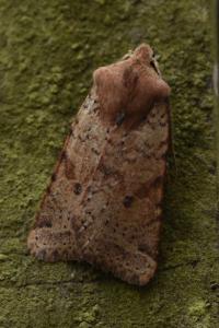 <i>Spudaea ruticilla</i>