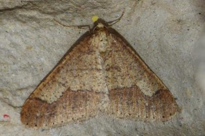 <i>Phigaliohybernia marginaria</i>