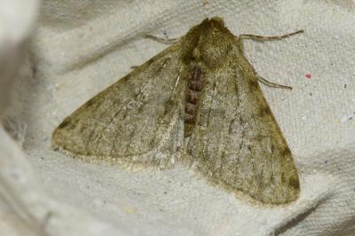 <i>Phigalia pilosaria</i>