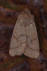 <i>Orthosia cerasi</i>