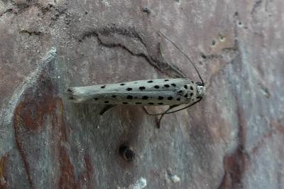 <i>Yponomeuta sedella</i>