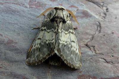 <i>Drymonia ruficornis</i>