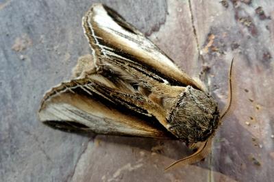 <i>Pheosia tremula</i>