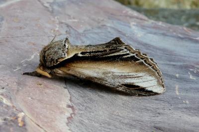 <i>Pheosia tremula</i>