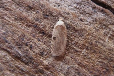 <i>Agonopterix propinquella</i>