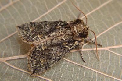 <i>Polyploca ridens</i>