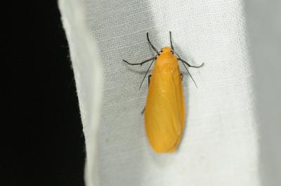 <i>Wittia sororcula</i>