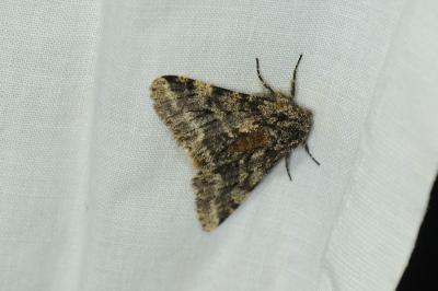 <i>Lycia hirtaria</i>