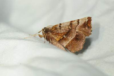 <i>Selenia dentaria</i>