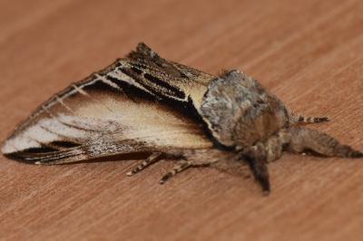 <i>Pheosia tremula</i>