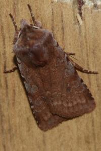 <i>Cerastis rubricosa</i>
