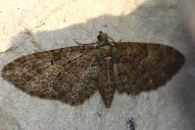 <i>Eupithecia abbreviata</i>