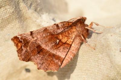 <i>Selenia dentaria</i>
