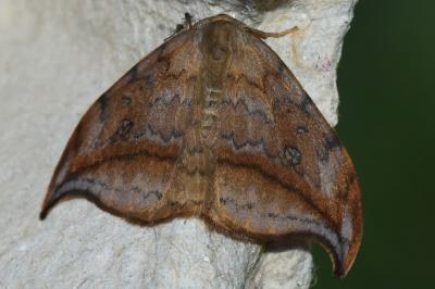 <i>Drepana falcataria</i>