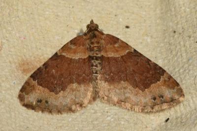 <i>Xanthorhoe ferrugata</i>