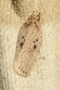 <i>Agonopterix yeatiana</i>