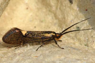 <i>Esperia sulphurella</i>