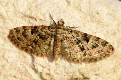 <i>Eupithecia dodoneata</i>