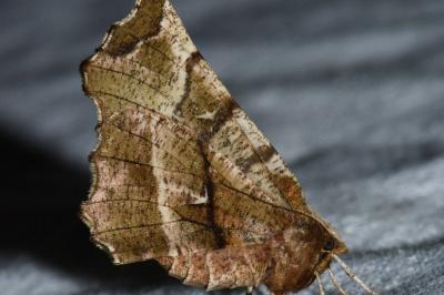 <i>Selenia dentaria</i>