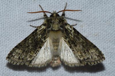<i>Polyploca ridens</i>