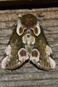 <i>Thyatira batis</i>
