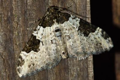 <i>Xanthorhoe fluctuata</i>