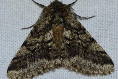 <i>Lycia hirtaria</i>