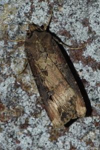 <i>Agrotis ipsilon</i>