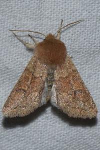<i>Orthosia miniosa</i>