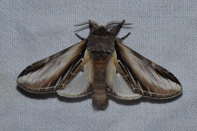 <i>Pheosia tremula</i>