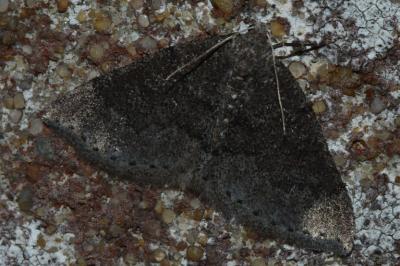 <i>Aleucis distinctata</i>