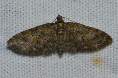<i>Eupithecia abbreviata</i>