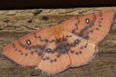 <i>Cyclophora puppillaria</i>